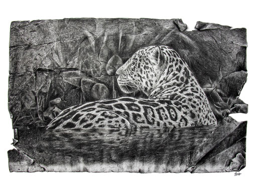 jaguar timeless impressions drawing by french pencil artist Magali Lapeyre-Mirande jaguar impressions intemporelles dessin artiste dessinatrice
