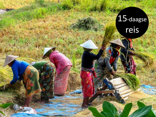 Hard werkende Lombok vrouwen