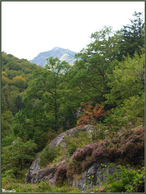 Végétation de montagne entre les Eaux-Chaudes et Gabas, Vallée d'Ossau (64)