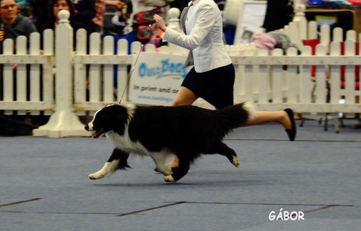 Sido running up in the main ring at Juniorhandling