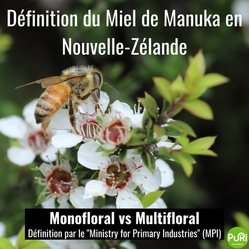 Abeille butinant une fleur de Manuka de Nouvelle-Zélande dans un article de blog avec définition du Miel de Manuka en Nouvelle-Zélande (MPI) Monofloral vs Multifloral