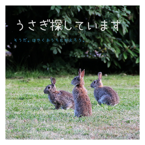うさぎ探しています