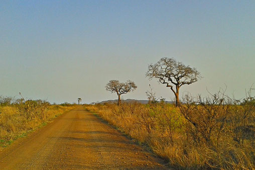 Straße im Kruger Nationalpark