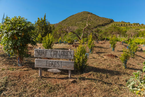 Wooden sign marking the Surf Canaries Forest reforestation project in Gran Canaria
