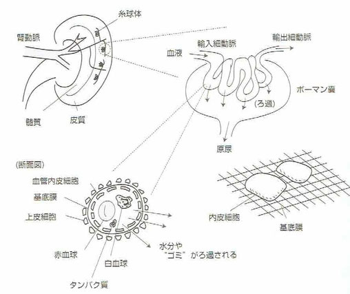 「よくわかる生理学の基本としくみ」より