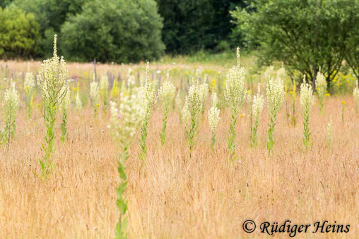 Mehlige Königskerze - Verbascum lychnitis