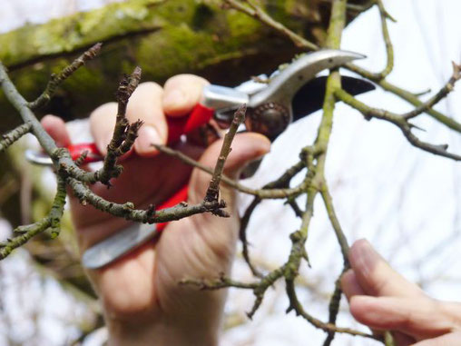 Muss aufgeastet werden oder wird ein Pflegeschnitt nötig, braucht es nicht nur Kraft und Schneid, sondern vor allem profunde Kenntnis über Bäume und Gehölze.