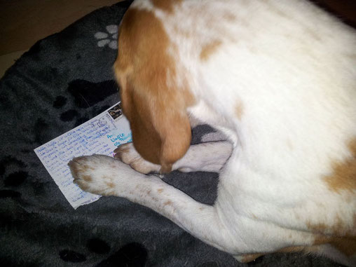 Beagle Waffle liest seine Postkarte