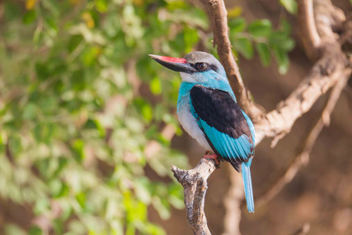 Martin chasseur à poitrine bleue, oiseau, Sénégal, Afrique, safari, stage photo animalière, Jean-Michel Lecat, photo non libre de droits