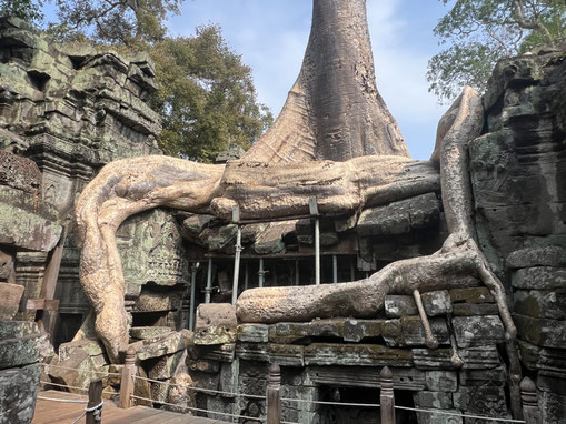 タ・プローム寺院でのガジュマル