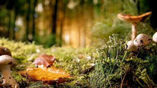 Herbstliche Waldszene mit Pilzen, Moos und buntem Laub – Sinnbild für den Kreislauf des Lebens und Loslassen.