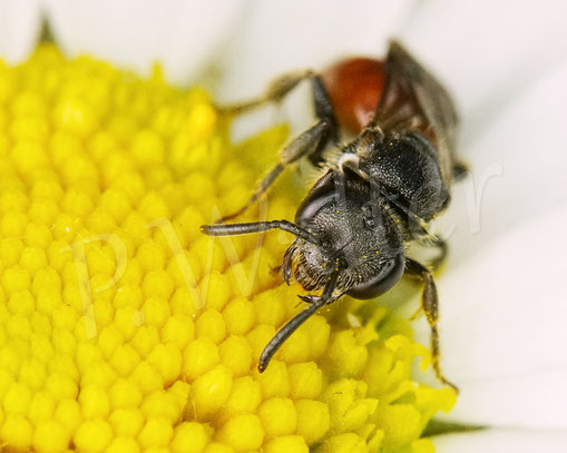 Bild: Blutbiene, Sphecodes spec., Wiesen-Margerite, Leucanthemum vulgare, Buckelbiene, Kuckucksbiene, Wildbiene, Blüte