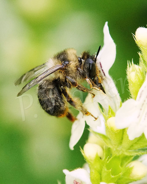 Bild: Wald-Pelzbiene, Anthophora furcata, Fork-tailed Flower Bee, Flug, Weibchen, Wildbiene, Aufrechter Ziest, Stachys recta, Lippenblütler, Lamiaceae