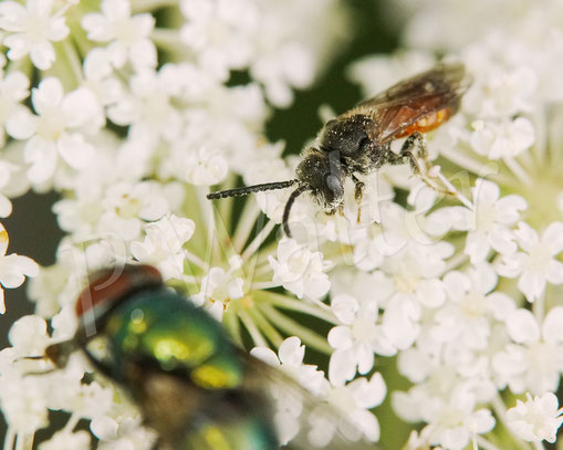 Bild: wohl eine der Zwergblutbienen, Sphecodes spec., Männchen, Wilde Möhre, Daucus carota subsp. carota, Doldenblütler, Apiaceae