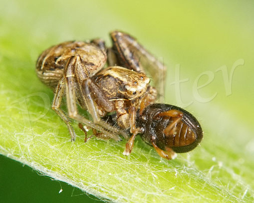 Bild: Braune Krabbenspinne / Buschkrabbenspinne mit Käferbeute, Spinne crab spider Xysticus cristatus Käfer beetle bug