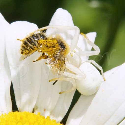 Bild: Veränderliche Krabbenspinne, Misumena vatia, Araneae, Thomisida, Spinnen, Beute, goldenrod crab spider