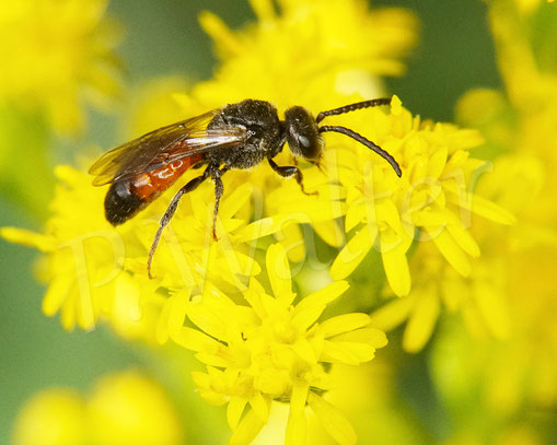 Bild: Blutbiene, Sphecodes spec., Kanadische Goldrute, Solidago canadensis, Buckelbiene, Kuckucksbiene, Wildbiene