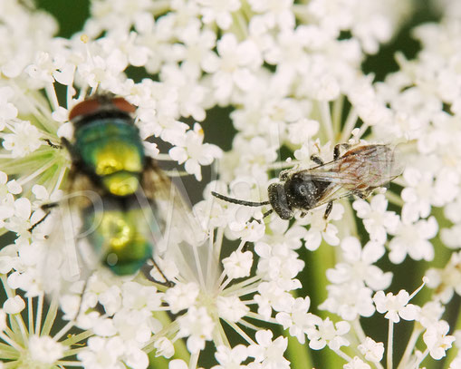 Bild: wohl eine der Zwergblutbienen, Sphecodes spec., Männchen, Wilde Möhre, Daucus carota subsp. carota, Doldenblütler, Apiaceae