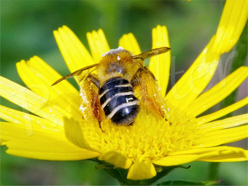 Bild: Braunbürstige Hosenbiene, Dasypoda hirtipes, Weidenblättriges Ochsenauge, Buphthalmum salicifolium, Nektar trinken