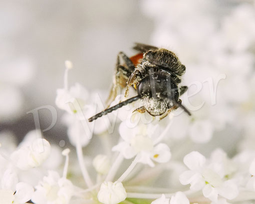 Bild: wohl eine der Zwergblutbienen, Sphecodes spec., Männchen, Wilde Möhre, Daucus carota subsp. carota, Doldenblütler, Apiaceae