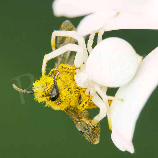 Bild: Veränderliche Krabbenspinne, Misumena vatia, Araneae, Thomisida, Spinnen, Beute, goldenrod crab spider