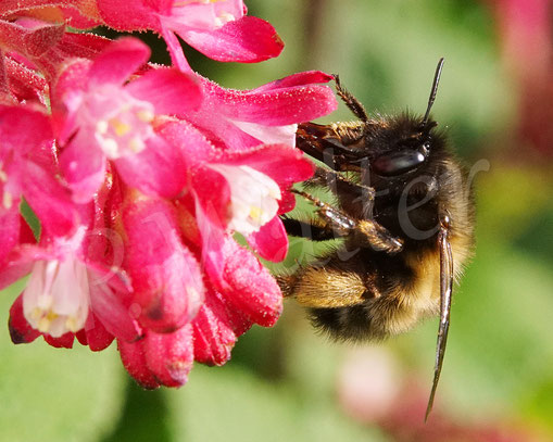 Bild: Frühlings-Pelzbiene, Anthophora plumipes, Weibchen an der Blutjohannisbeere, Ribes sanguineum, Wildbiene, Flower bee, wildbee