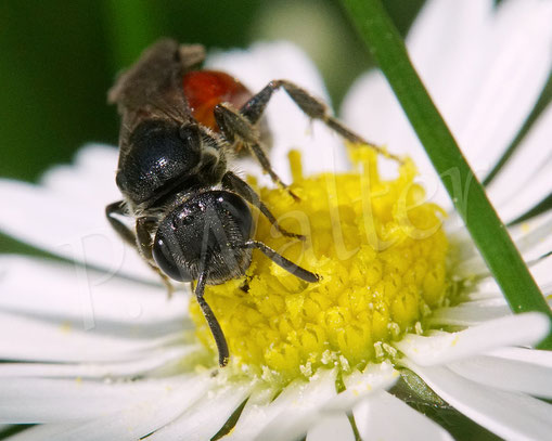 Bild: Blutbiene, Sphecodes spec., Gänseblümchen, Bellis perennis, Buckelbiene, Kuckucksbiene, Wildbiene, Blüte
