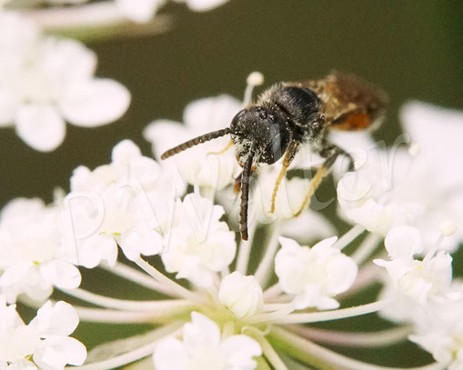 Bild: wohl eine der Zwergblutbienen, Sphecodes spec., Männchen, Wilde Möhre, Daucus carota subsp. carota, Doldenblütler, Apiaceae