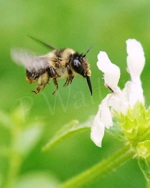 Bild: Wald-Pelzbiene, Anthophora furcata, Fork-tailed Flower Bee, Flug, Weibchen, Wildbiene, Aufrechter Ziest, Stachys recta, Lippenblütler, Lamiaceae