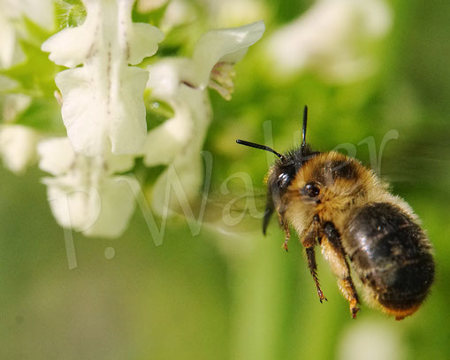 Bild: Wald-Pelzbiene, Anthophora furcata, Fork-tailed Flower Bee, Flug, Weibchen, Wildbiene, Aufrechter Ziest, Stachys recta, Lippenblütler, Lamiaceae