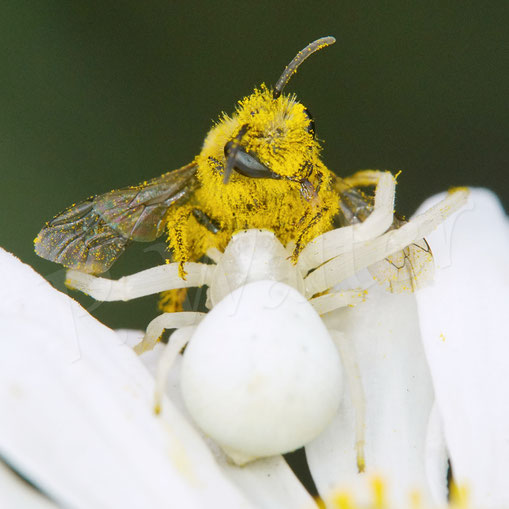 Bild: Veränderliche Krabbenspinne, Misumena vatia, Araneae, Thomisida, Spinnen, Beute, goldenrod crab spider