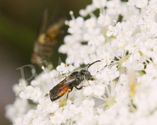 Bild: wohl eine der Zwergblutbienen, Sphecodes spec., Männchen, Wilde Möhre, Daucus carota subsp. carota, Doldenblütler, Apiaceae