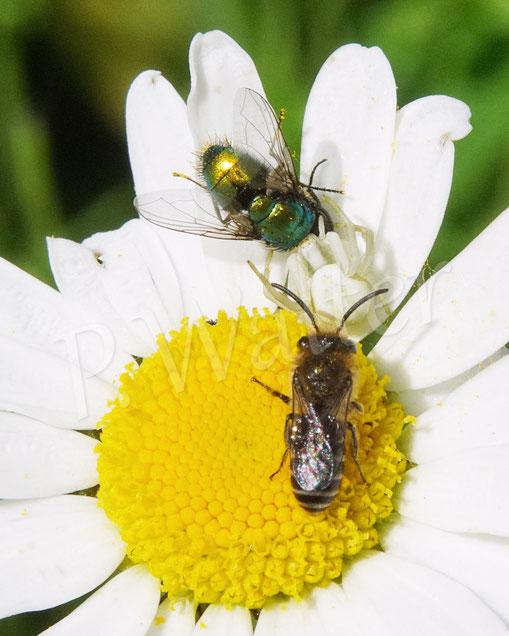 Bild: Veränderliche Krabbenspinne, Misumena vatia, Araneae, Thomisida, Spinnen, Beute, goldenrod crab spider, Margerite, Goldfliege