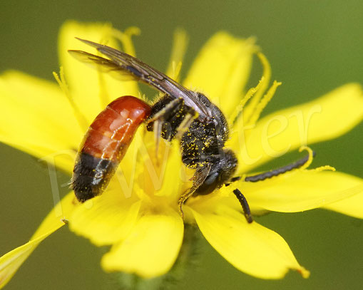 Bild: Blutbiene, Sphecodes spec., am Kleinköpfigen Pippau, Crepis capillaris, Buckelbiene, Kuckucksbiene, Wildbiene