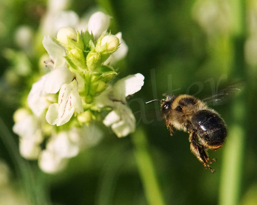 Bild: Wald-Pelzbiene, Anthophora furcata, Fork-tailed Flower Bee, Flug, Weibchen, Wildbiene, Aufrechter Ziest, Stachys recta, Lippenblütler, Lamiaceae