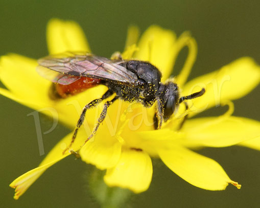 Bild: Blutbiene, Sphecodes spec., am Kleinköpfigen Pippau, Crepis capillaris, Buckelbiene, Kuckucksbiene, Wildbiene