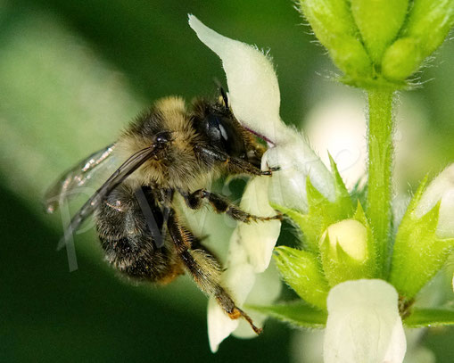 Bild: Wald-Pelzbiene, Anthophora furcata, Fork-tailed Flower Bee, Flug, Weibchen, Wildbiene, Aufrechter Ziest, Stachys recta, Lippenblütler, Lamiaceae
