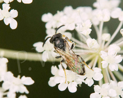 Bild: wohl eine der Zwergblutbienen, Sphecodes spec., Männchen, Wilde Möhre, Daucus carota subsp. carota, Doldenblütler, Apiaceae