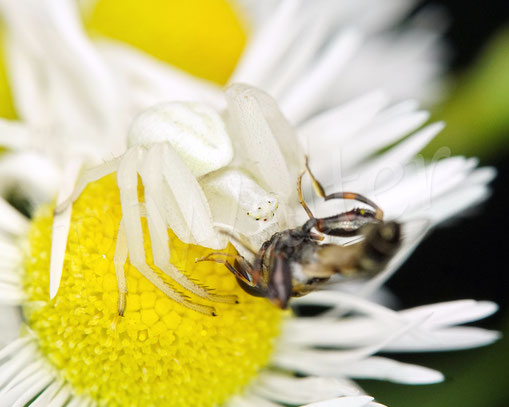 Bild: Veränderliche Krabbenspinne, Misumena vatia, Araneae, Thomisida, Spinnen, Beute, goldenrod crab spider, Einjähriges Berufkraut, Erigeron annuus