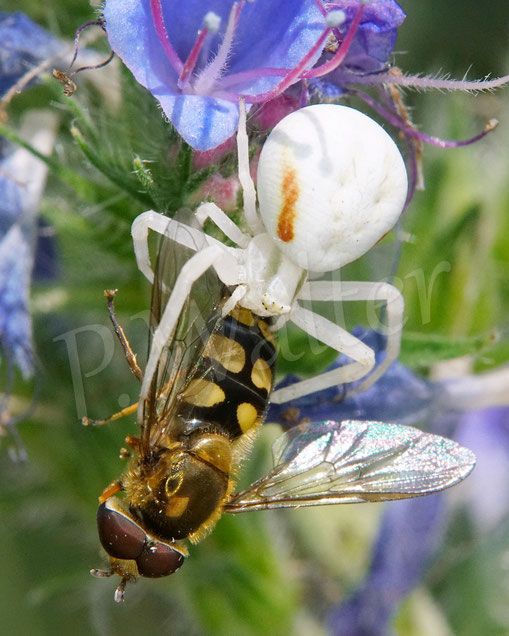 Bild: Veränderliche Krabbenspinne, Misumena vatia, Araneae, Thomisida, Spinnen, Beute, goldenrod crab spider, Natternkopf, Echium vulgare