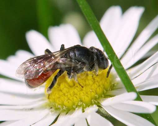 Bild: Blutbiene, Sphecodes spec., Gänseblümchen, Bellis perennis, Buckelbiene, Kuckucksbiene, Wildbiene, Blüte
