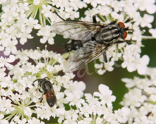 Bild: wohl eine der Zwergblutbienen, Sphecodes spec., Männchen, Wilde Möhre, Daucus carota subsp. carota, Doldenblütler, Apiaceae