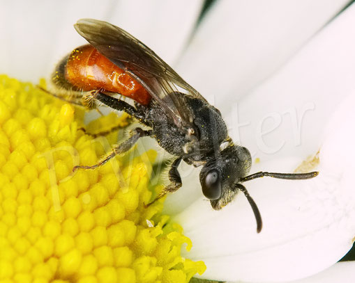 Bild: Blutbiene, Sphecodes spec., Wiesen-Margerite, Leucanthemum vulgare, Buckelbiene, Kuckucksbiene, Wildbiene, Blüte
