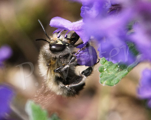 Bild: Frühlings-Pelzbiene, Anthophora plumipes, Katzenminze