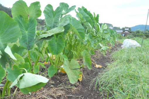 サトイモ　自然栽培　農業体験　体験農場　野菜作り教室　さとやま農学校