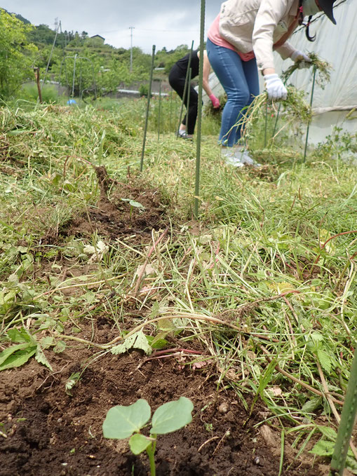 ハーブの講座でローゼルの定植をする農業体験「さとやま農学校・初夏のショートコース」