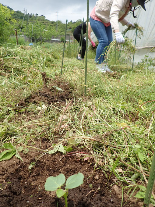 ハーブの講座でローゼルの定植をする農業体験「さとやま農学校・初夏のショートコース」