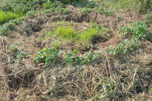 秋ジャガイモ　自然栽培　農業体験　体験農場　野菜作り教室