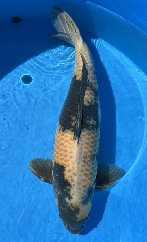 Marusei Yonsai Ki Utsuri, 70 cm, female, Preis 400 Euro
