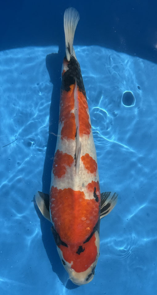 Dainichi Sansai Showa, 56 cm, female, Kopf leicht schief, Preis 200 Euro